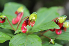 Impatiens parasitica